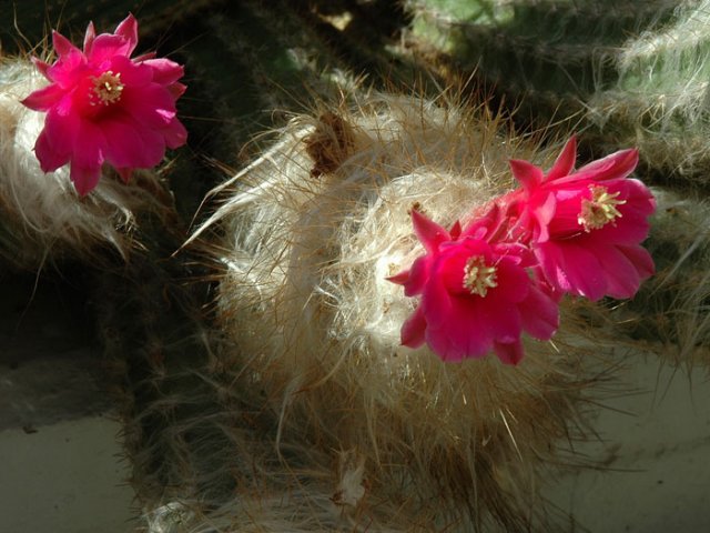 Oreocereus_doelzianus